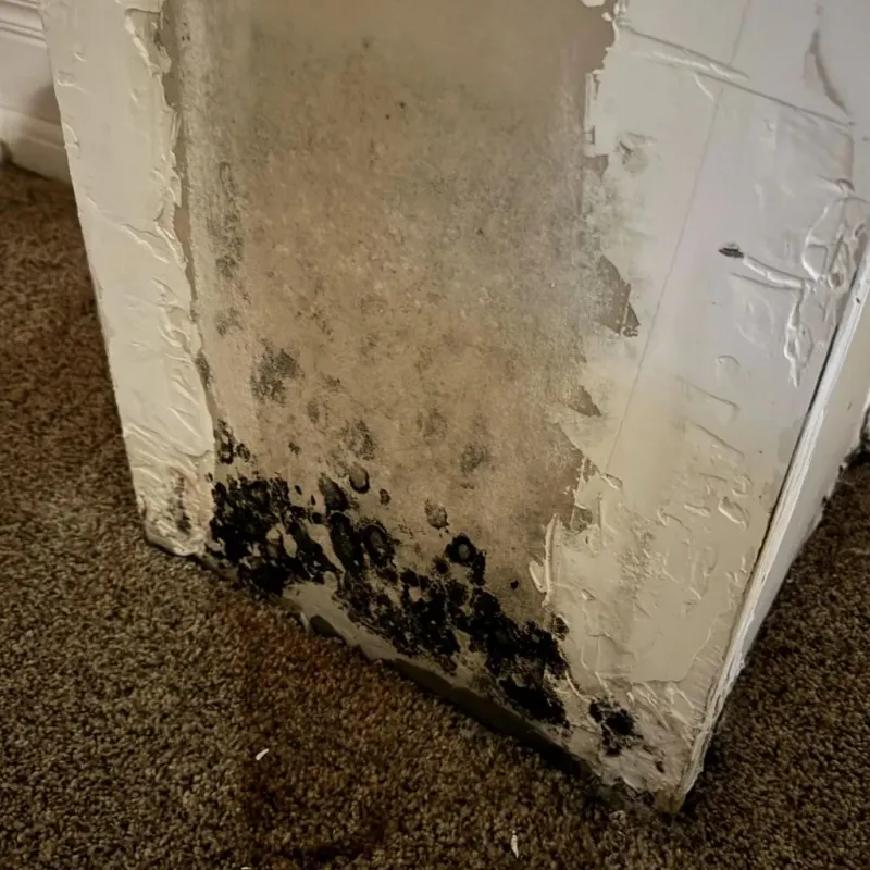 Professional Mold Removal in Chester, VA